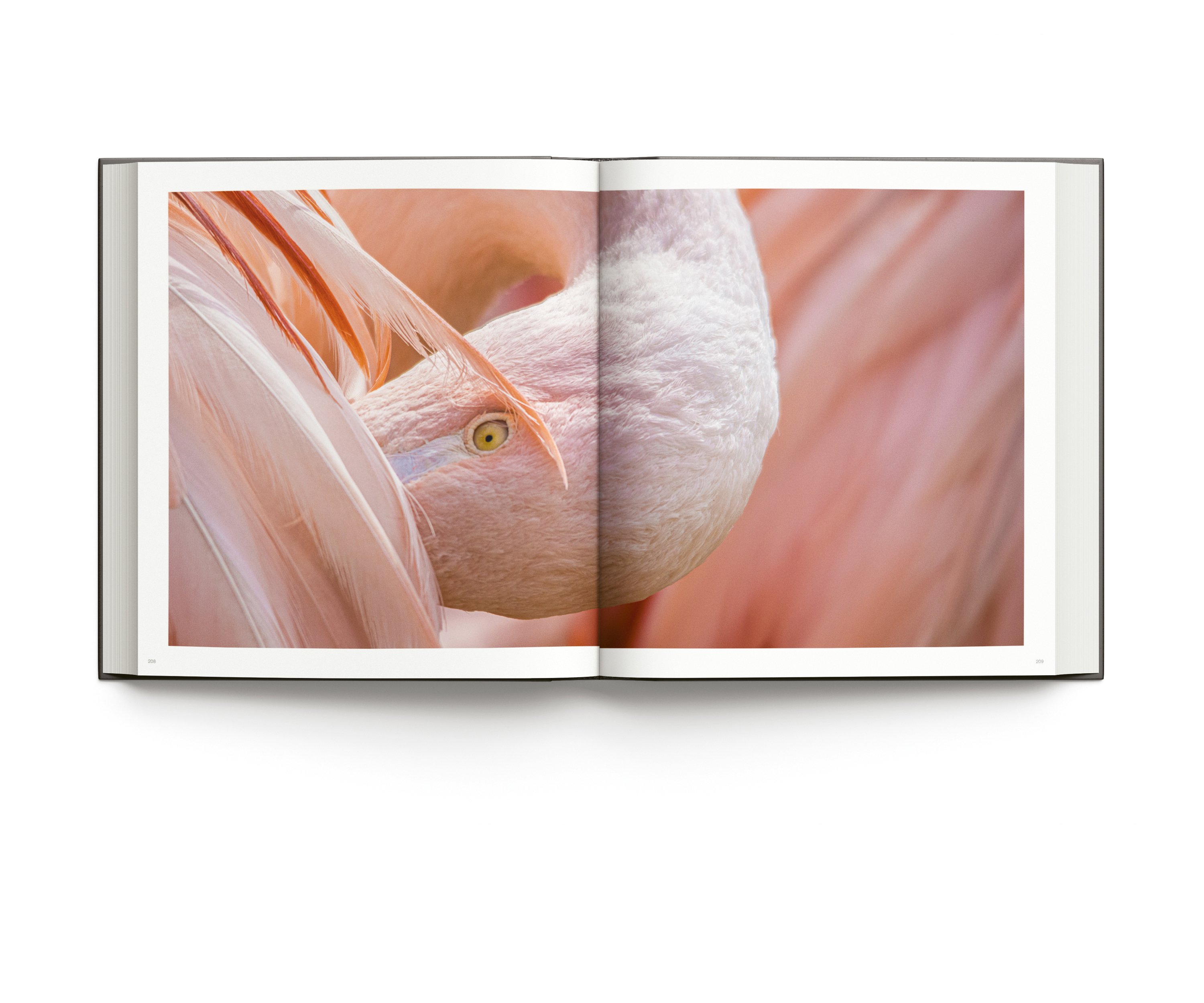 Pink flamingo preening feathers, on black cover of 'Wild World, Nature through an autistic eye, by ACC Art Books.