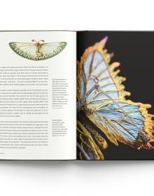 Purple wing shape above blurred blue and yellow gemstones, on cover of 'Winged Beauty, The Butterfly Jewellery Art of Wallace Chan', by ACC Art Books.