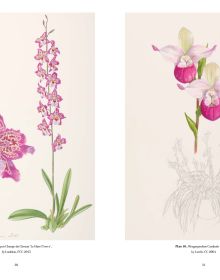 Botanical illustration of pink spotted orchid foliage and root, on cream cover; RHS Orchids Charlotte Brooks in white by ACC Art Books.