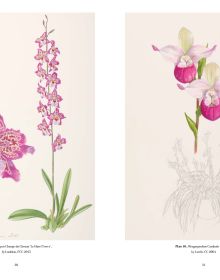 Botanical illustration of pink spotted orchid foliage and root, on cream cover of 'RHS Orchids, Charlotte Brooks, by ACC Art Books.