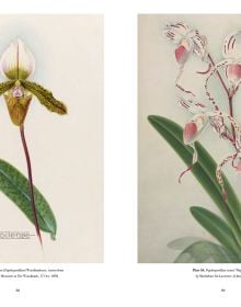 Book cover of RHS Orchids, Charlotte Brooks, featuring a botanical illustration of pink spotted orchid, with foliage and root. Published by ACC Art Books.