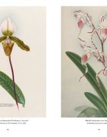 Botanical illustration of pink spotted orchid foliage and root, on cream cover of 'RHS Orchids, Charlotte Brooks, by ACC Art Books.