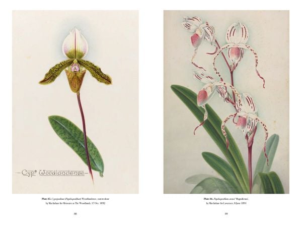 Book cover of RHS Orchids, Charlotte Brooks, featuring a botanical illustration of pink spotted orchid, with foliage and root. Published by ACC Art Books.