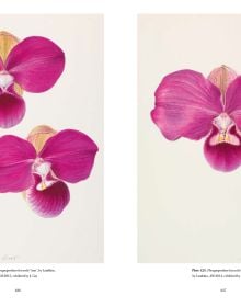 Book cover of RHS Orchids, Charlotte Brooks, featuring a botanical illustration of pink spotted orchid, with foliage and root. Published by ACC Art Books.