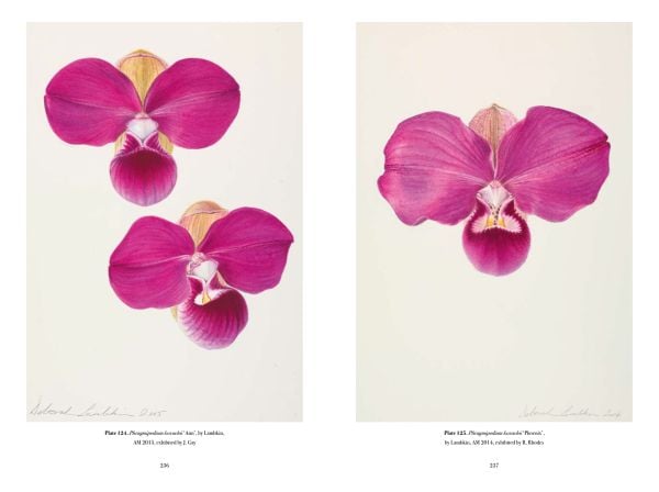 Book cover of RHS Orchids, Charlotte Brooks, featuring a botanical illustration of pink spotted orchid, with foliage and root. Published by ACC Art Books.