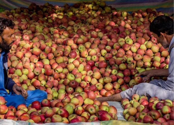Book cover of The Apple is Everything, with a large green apple. Published by ACC Art Books.