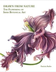 Book cover of Drawn From Nature, The Flowering of Irish Botanical Art, with a watercolour drawing of a purple Tulipa Black Parrot flower. Published by ACC Art Books.
