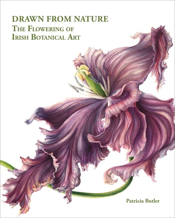 Book cover of Drawn From Nature, The Flowering of Irish Botanical Art, with a watercolor drawing of a purple Tulipa Black Parrot flower. Published by ACC Art Books.