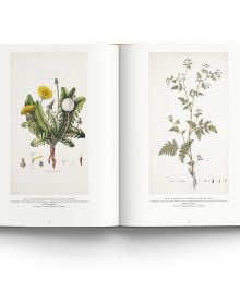 Book cover of Drawn From Nature, The Flowering of Irish Botanical Art, with a watercolour drawing of a purple Tulipa Black Parrot flower. Published by ACC Art Books.