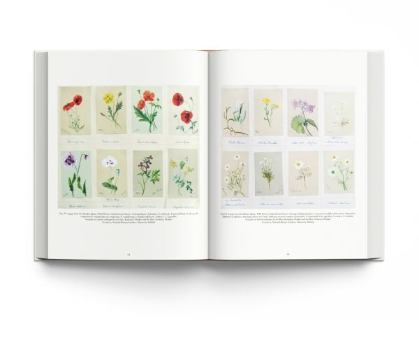 Book cover of Drawn From Nature, The Flowering of Irish Botanical Art, with a watercolor drawing of a purple Tulipa Black Parrot flower. Published by ACC Art Books.