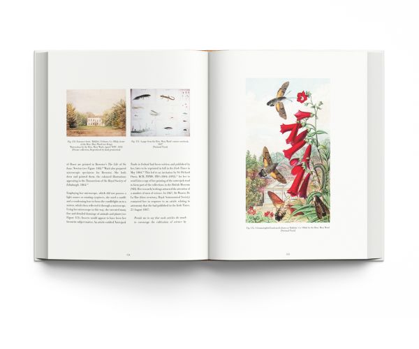 Book cover of Drawn From Nature, The Flowering of Irish Botanical Art, with a watercolor drawing of a purple Tulipa Black Parrot flower. Published by ACC Art Books.