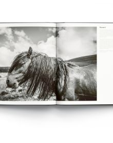 Two horses rearing up in the mud while facing each other, on cover of 'Wild Horses', by ACC Art Books.