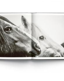 Two horses rearing up in the mud while facing each other, on cover of 'Wild Horses', by ACC Art Books.