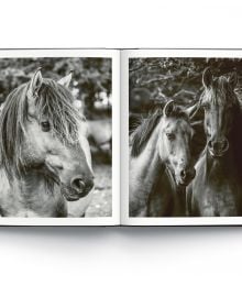 Two horses rearing up in the mud while facing each other, on cover of 'Wild Horses', by ACC Art Books.