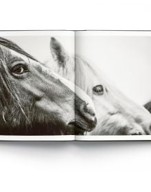 Book cover of Alfie Bowen's Wild Horses, with two horses rearing up in the mud while facing one other. Published by ACC Art Books.