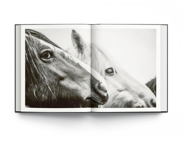 Book cover of Alfie Bowen's Wild Horses, with two horses rearing up in the mud while facing one other. Published by ACC Art Books.