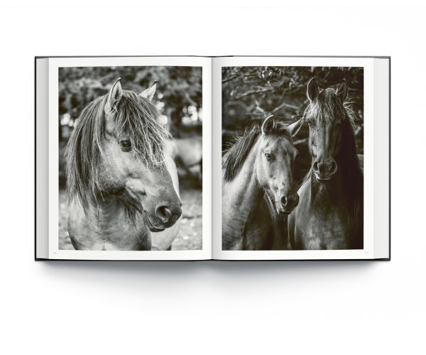 Book cover of Alfie Bowen's Wild Horses, with two horses rearing up in the mud while facing one other. Published by ACC Art Books.