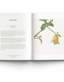 RHS Botanical Illustration