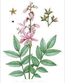 Botanical Illustrations from Chinese Mountains and Forests: Volume I