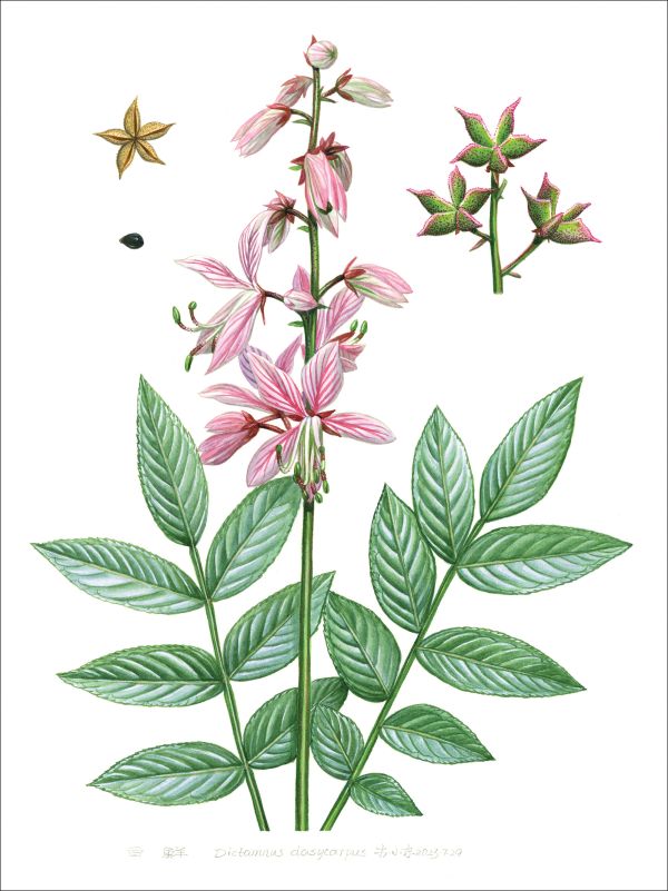 Botanical Illustrations from Chinese Mountains and Forests: Volume I