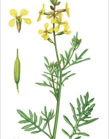 Botanical Illustrations from Chinese Mountains and Forests: Volume I