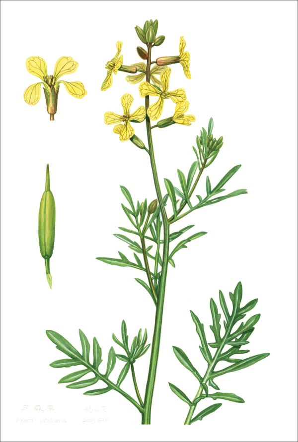 Botanical Illustrations from Chinese Mountains and Forests: Volume I