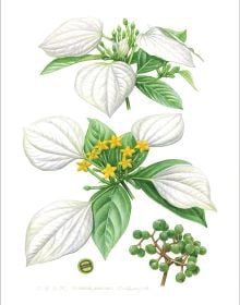 Botanical Illustrations from Chinese Mountains and Forests: Volume I