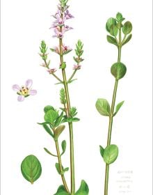 Botanical Illustrations from Chinese Mountains and Forests: Volume I