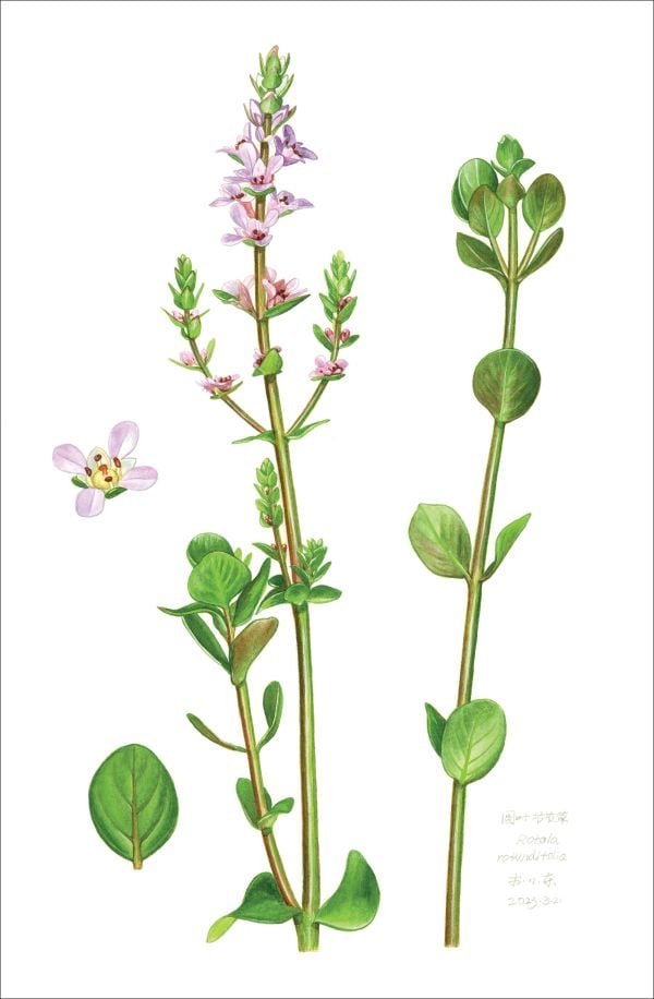 Botanical Illustrations from Chinese Mountains and Forests: Volume I