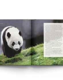 Giant Panda