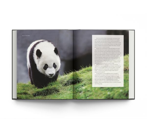 Giant Panda