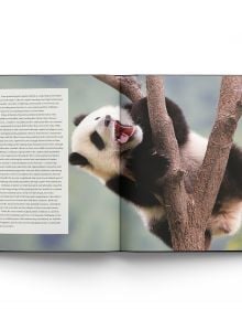 Giant Panda