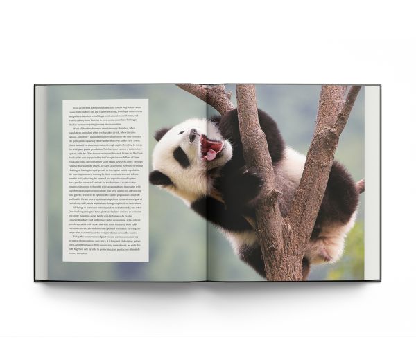 Giant Panda