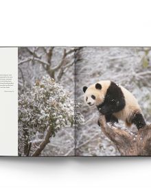 Giant Panda