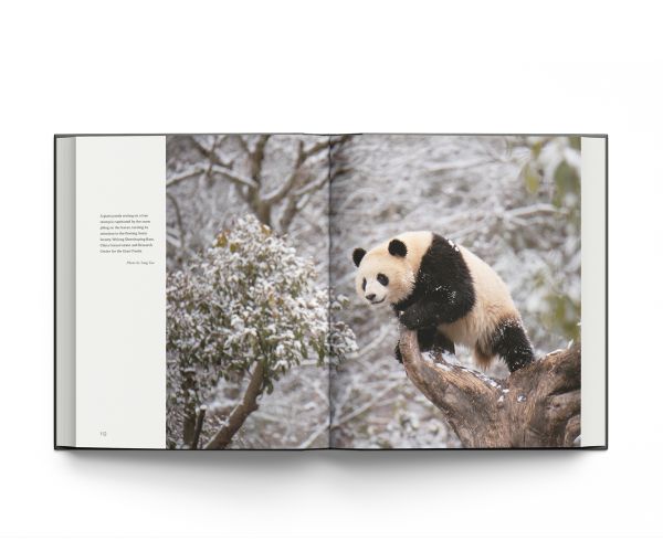 Giant Panda