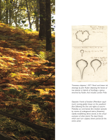 Woodland garden on cover of 'The Gardens at Brantwood, Evolution of John Ruskin's Lakeland Paradise', by Pallas Athene.