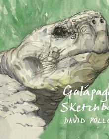 Watercolour of head of large tortoise, on landscape cover of 'A Galápagos Sketchbook' by Pallas Athene.