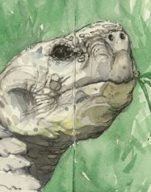 Watercolour of head of large tortoise, on landscape cover of 'A Galápagos Sketchbook' by Pallas Athene.