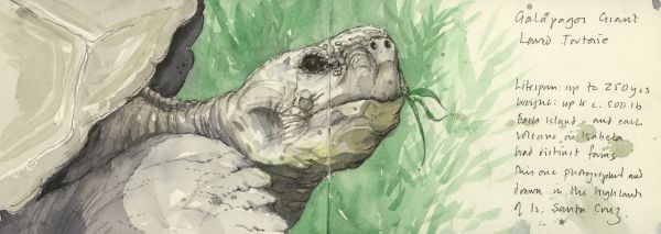 Book cover of A Galápagos Sketchbook, with a watercolour of head of large tortoise. Published by Pallas Athene.