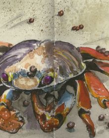 Watercolour of head of large tortoise, on landscape cover of 'A Galápagos Sketchbook' by Pallas Athene.