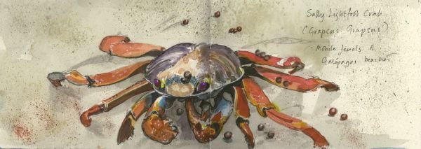 Book cover of A Galápagos Sketchbook, with a watercolour of head of large tortoise. Published by Pallas Athene.