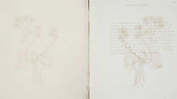 Book cover of Flora of Chamonix. Published by Pallas Athene.