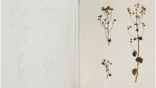 Book cover of Flora of Chamonix. Published by Pallas Athene.