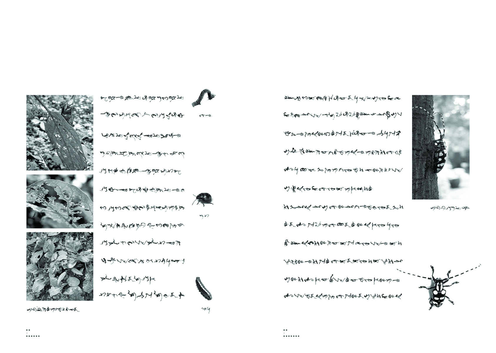 Half black half grey cover with The Language of Bugs in squiggly white font and a short piece of text about the book in black font.