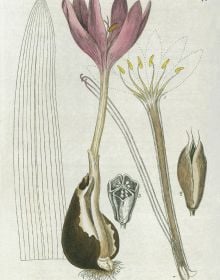 Botanical drawing of Purple foxglove, Digitalis purpurea, by Isaac Russell, on cover of 'Wordsworth’s Gardens and Flowers, The Spirit of Paradise, by ACC Art Books.