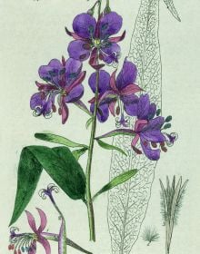 Botanical drawing of Purple foxglove, Digitalis purpurea, by Isaac Russell, on cover of 'Wordsworth’s Gardens and Flowers, The Spirit of Paradise, by ACC Art Books.