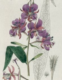 Botanical drawing of Purple foxglove, Digitalis purpurea, by Isaac Russell, on cover of 'Wordsworth’s Gardens and Flowers, The Spirit of Paradise, by ACC Art Books.