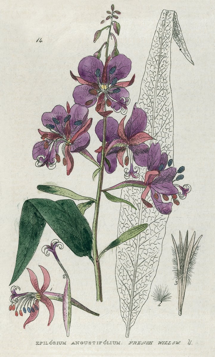Botanical drawing of purple foxglove, on poetry text cover, Wordsworth's Gardens and Flowers The Spirit of Paradise in black and green font