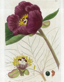 Botanical drawing of Purple foxglove, Digitalis purpurea, by Isaac Russell, on cover of 'Wordsworth’s Gardens and Flowers, The Spirit of Paradise, by ACC Art Books.