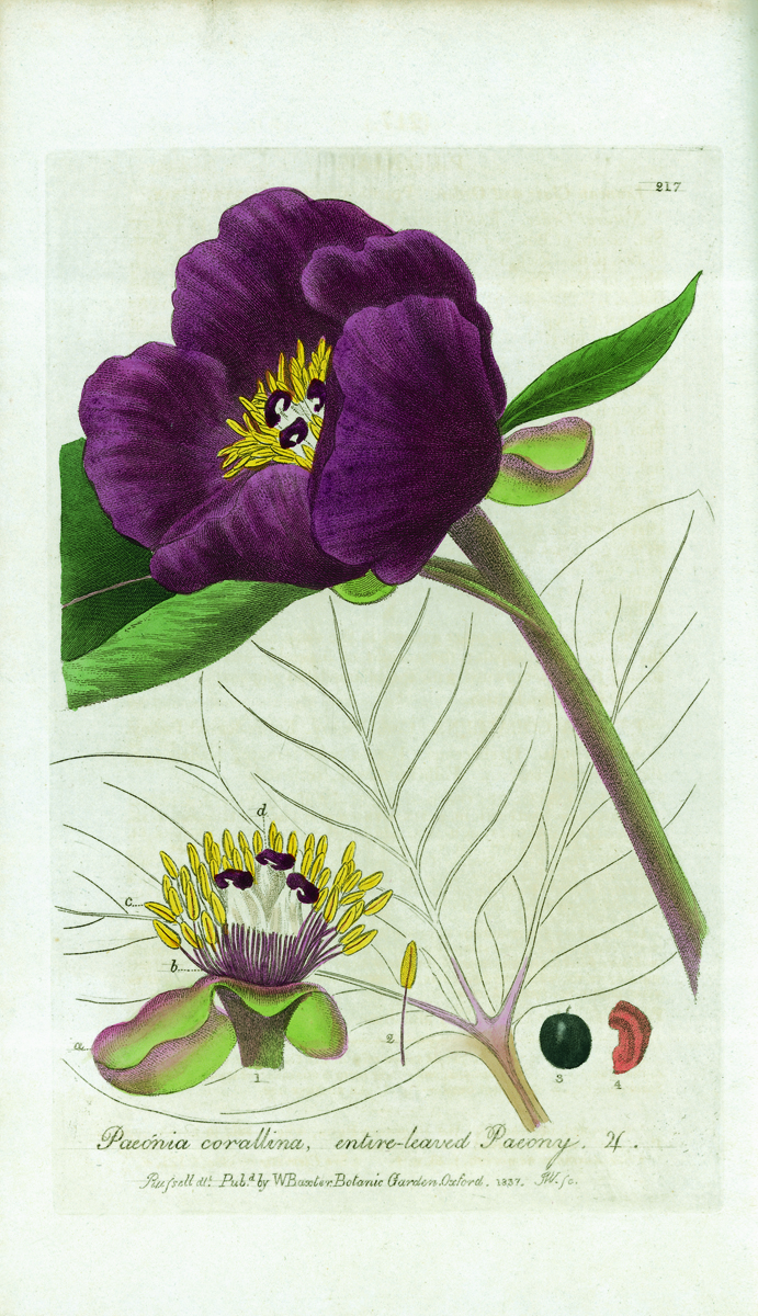 Botanical drawing of Purple foxglove, Digitalis purpurea, by Isaac Russell, on cover of 'Wordsworth’s Gardens and Flowers, The Spirit of Paradise, by ACC Art Books.